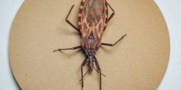 Doença de Chagas: surto em Ananindeua (PA) acende alerta para prevenção da contaminação oral no Brasil