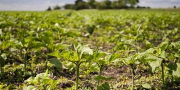 INMET alerta para risco de déficit hídrico no Nordeste e Sudeste de fevereiro a abril de 2026