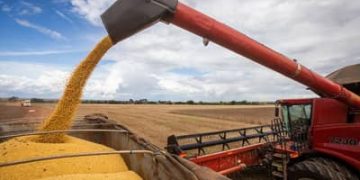 Produção de grãos e fibras no país deve cair 3,4 milhões de toneladas Produção de grãos e fibras no país deve cair 3,4 milhões de toneladas