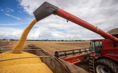 Produção de grãos e fibras no país deve cair 3,4 milhões de toneladas Produção de grãos e fibras no país deve cair 3,4 milhões de toneladas