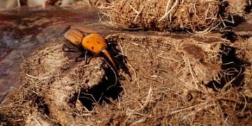 Besouros devoradores de palmeiras em países vizinhos acendem alerta no Ministério da Agricultura Besouros devoradores de palmeiras em países vizinhos acendem alerta no Ministério da Agricultura