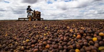 Câmara aprova análise acelerada para novas regras do Seguro Rural no Brasil Câmara aprova análise acelerada para novas regras do Seguro Rural no Brasil