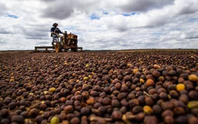 Câmara aprova análise acelerada para novas regras do Seguro Rural no Brasil Câmara aprova análise acelerada para novas regras do Seguro Rural no Brasil