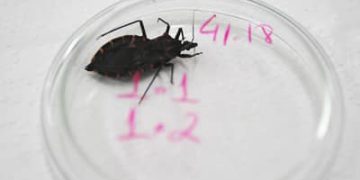 Bahia e Pará reforçam ações contra a doença de Chagas após aumento de casos