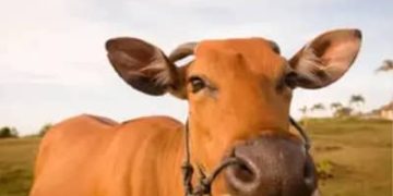 Boi gordo hoje: confira as cotações para esta quarta-feira (29)