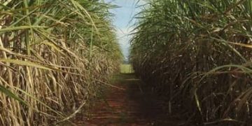 Cana-de-açúcar ocupa 8,9 milhões de hectares no Centro-Sul e reforça liderança de São Paulo Cana-de-açúcar ocupa 8,9 milhões de hectares no Centro-Sul e reforça liderança de São Paulo