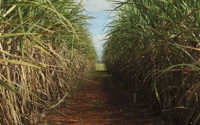 Cana-de-açúcar ocupa 8,9 milhões de hectares no Centro-Sul e reforça liderança de São Paulo Cana-de-açúcar ocupa 8,9 milhões de hectares no Centro-Sul e reforça liderança de São Paulo