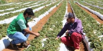 Cepea: El Niño vai comprometer produção de frutas e hortaliças