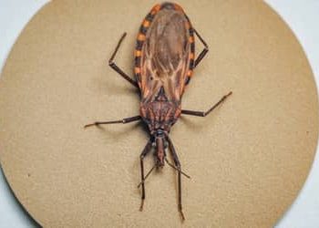 Doença de Chagas: após surto em Ananindeua (PA), 155 municípios prioritários recebem quase R$ 12 milhões