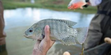 Notas fiscais passam a comprovar origem de peixes e frutos do mar Notas fiscais passam a comprovar origem de peixes e frutos do mar