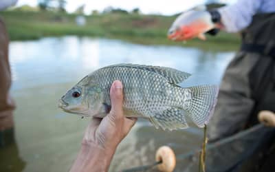 Notas fiscais passam a comprovar origem de peixes e frutos do mar Notas fiscais passam a comprovar origem de peixes e frutos do mar