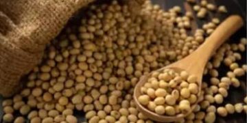 SOJA E TRIGO: confira preços dos grãos nas principais praças do país, nesta sexta-feira (24)