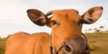 Boi gordo hoje: confira cotações para esta terça-feira (12) Boi gordo hoje: confira cotações para esta terça-feira (12)