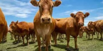 Boi gordo hoje: confira cotações para segunda (18)