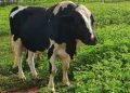Boi gordo hoje: confira cotações para esta segunda-feira (22)