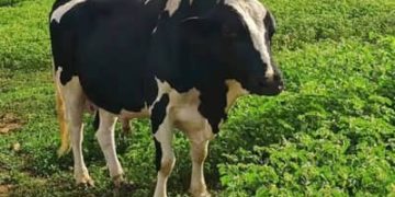 Boi gordo hoje: confira cotações para esta segunda-feira (22) Boi gordo hoje: confira cotações para esta segunda-feira (22)