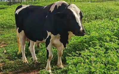 Boi gordo hoje: confira cotações para esta segunda-feira (22) Boi gordo hoje: confira cotações para esta segunda-feira (22)