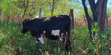 Boi gordo hoje: confira cotações para esta sexta-feira (26)