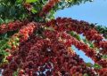 Café hoje: confira cotações para esta quarta-feira (17) Café hoje: confira cotações para esta quarta-feira (17)