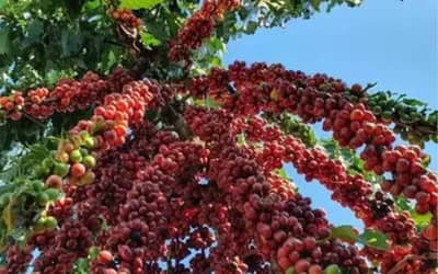 Café hoje: confira cotações para esta quarta-feira (17) Café hoje: confira cotações para esta quarta-feira (17)