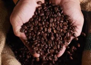 Café hoje: confira cotações para esta segunda-feira (22) Café hoje: confira cotações para esta segunda-feira (22)