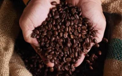 Café hoje: confira cotações para esta segunda-feira (22) Café hoje: confira cotações para esta segunda-feira (22)