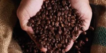 Café hoje: confira cotações para esta segunda-feira (29)