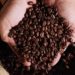 Café hoje: confira cotações para esta segunda-feira (29)