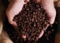 Café hoje: confira cotações para esta terça-feira (30)