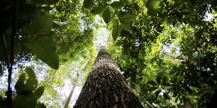 MIDR anuncia planos de desenvolvimento para a Faixa de Fronteira na Amazônia MIDR anuncia planos de desenvolvimento para a Faixa de Fronteira na Amazônia