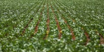 Agricultura: governo publica preços mínimos para safra de verão 2026/27 Agricultura: governo publica preços mínimos para safra de verão 2026/27
