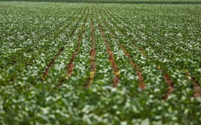 Agricultura: governo publica preços mínimos para safra de verão 2026/27 Agricultura: governo publica preços mínimos para safra de verão 2026/27