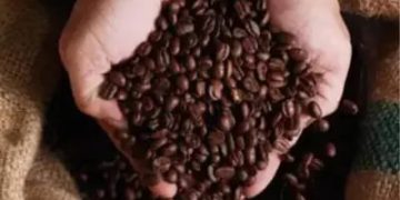 Café hoje: confira cotações para esta sexta-feira (31)