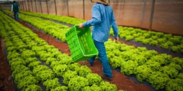 Dívidas rurais: CMN publica regras para acesso de produtores às renegociações Dívidas rurais: CMN publica regras para acesso de produtores às renegociações