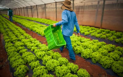 Dívidas rurais: CMN publica regras para acesso de produtores às renegociações Dívidas rurais: CMN publica regras para acesso de produtores às renegociações