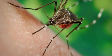 Ministério da Saúde alerta para risco de aumento de dengue e chikungunya com avanço do El Niño Ministério da Saúde alerta para risco de aumento de dengue e chikungunya com avanço do El Niño