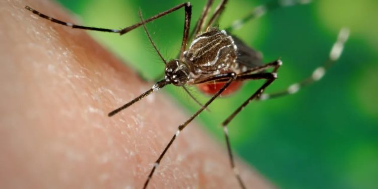 Ministério da Saúde alerta para risco de aumento de dengue e chikungunya com avanço do El Niño Ministério da Saúde alerta para risco de aumento de dengue e chikungunya com avanço do El Niño