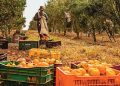 Agro cria 30,5 mil empregos formais em junho, impulsionado pelos cultivos de laranja e café