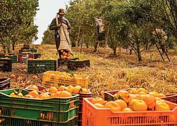Agro cria 30,5 mil empregos formais em junho, impulsionado pelos cultivos de laranja e café