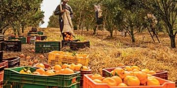 Agro cria 30,5 mil empregos formais em junho, impulsionado pelos cultivos de laranja e café