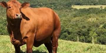 Boi gordo hoje: confira cotações para esta quarta-feira (12)