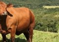 Boi gordo hoje: confira cotações para esta segunda-feira (10)