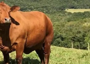 Boi gordo hoje: confira cotações para esta segunda-feira (10) Boi gordo hoje: confira cotações para esta segunda-feira (10)