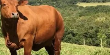 Boi gordo hoje: confira cotações para esta segunda-feira (10) Boi gordo hoje: confira cotações para esta segunda-feira (10)