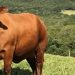 Boi gordo hoje: confira cotações para esta segunda-feira (10) Boi gordo hoje: confira cotações para esta segunda-feira (10)