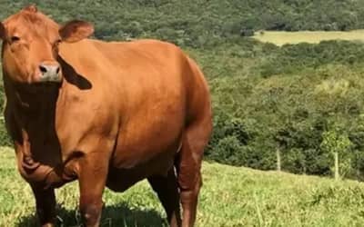 Boi gordo hoje: confira cotações para esta segunda-feira (10) Boi gordo hoje: confira cotações para esta segunda-feira (10)