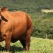 Boi gordo hoje: confira cotações para esta sexta-feira (14) Boi gordo hoje: confira cotações para esta sexta-feira (14)