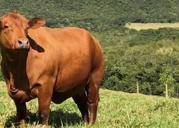 Boi gordo hoje: confira cotações para esta sexta-feira (7)
