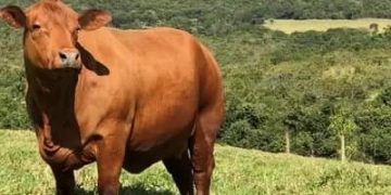 Boi gordo hoje: confira cotações para esta sexta-feira (7) Boi gordo hoje: confira cotações para esta sexta-feira (7)