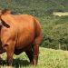 Boi gordo hoje: confira cotações para esta sexta-feira (7) Boi gordo hoje: confira cotações para esta sexta-feira (7)
